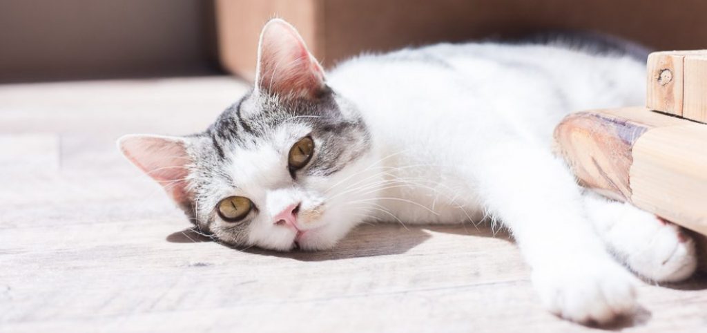 猫の夜鳴きはどうしたらいいの？寝不足になってしまうまえに。 - ね 